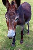 Donkey Up Close_04756